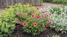 Load image into Gallery viewer, OpenPlantData Potentilla nepalensis 'Miss Willmott'
