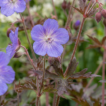 Load image into Gallery viewer, OpenPlantData Geranium Kaya
