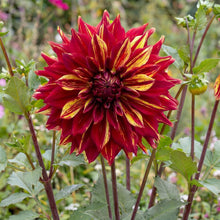 Load image into Gallery viewer, OpenPlantData Dahlia Bohemian Spartacus
