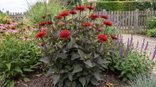 Load image into Gallery viewer, OpenPlantData Heliopsis Helianthoides Red Oriole
