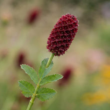 Load image into Gallery viewer, OpenPlantData Sanguisorba officinalis Red Thunder
