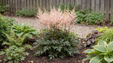 Load image into Gallery viewer, OpenPlantData Astilbe Chinensis Cookie Monsters Favourite
