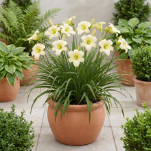 Load image into Gallery viewer, OpenPlantData Hemerocallis Joan Senior
