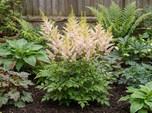 Load image into Gallery viewer, OpenPlantData Astilbe chinensis 'Milk and Honey'
