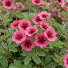 Load image into Gallery viewer, OpenPlantData Potentilla nepalensis 'Miss Willmott'
