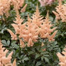 Load image into Gallery viewer, OpenPlantData Astilbe Peach Blossom

