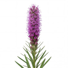 Load image into Gallery viewer, OpenPlantData Liatris spicata Goblin
