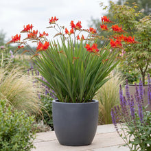 Load image into Gallery viewer, OpenPlantData Crocosmia crocosmiiflora Red King
