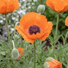 Load image into Gallery viewer, OpenPlantData Papaver Orientale Harvest Moon
