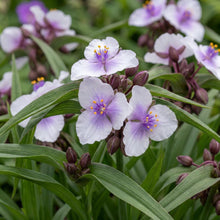 Load image into Gallery viewer, OpenPlantData Tradescantia Bilberry Ice
