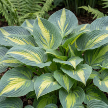 Load image into Gallery viewer, OpenPlantData Hosta Smash Hit
