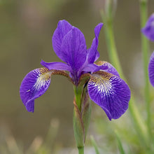 Load image into Gallery viewer, OpenPlantData Iris Gerald Darby
