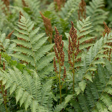 Load image into Gallery viewer, OpenPlantData Osmunda Regalis Royal Fern
