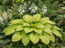 Load image into Gallery viewer, OpenPlantData Hosta Fried Bananas
