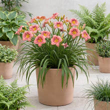 Load image into Gallery viewer, OpenPlantData Hemerocallis Rosy Returns
