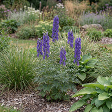 Load image into Gallery viewer, OpenPlantData Aconitum napellus
