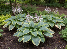 Load image into Gallery viewer, OpenPlantData Hosta Frances Williams
