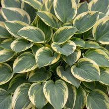 Load image into Gallery viewer, OpenPlantData Hosta Mighty Mouse
