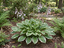 Load image into Gallery viewer, OpenPlantData Hosta Undulata Albomarginata
