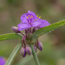 Load image into Gallery viewer, OpenPlantData Tradescantia Andersoniana Group Concord Grape
