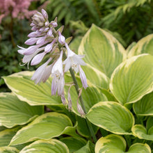 Load image into Gallery viewer, OpenPlantData Hosta Fragrant Bouquet
