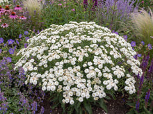 Load image into Gallery viewer, OpenPlantData Achillea ptarmica Diadem
