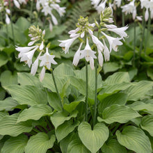 Load image into Gallery viewer, OpenPlantData Hosta Royal Standard
