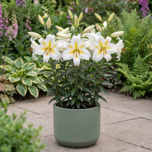 Load image into Gallery viewer, OpenPlantData Lilium Bafferari
