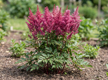Load image into Gallery viewer, OpenPlantData Astilbe Maggie Daley
