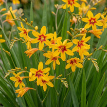 Load image into Gallery viewer, OpenPlantData Crocosmia Firestars Hotspot
