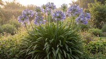 Load image into Gallery viewer, OpenPlantData Agapanthus africanus
