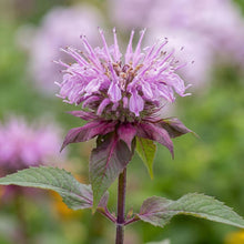 Load image into Gallery viewer, OpenPlantData Monarda Beauty Of Cobham
