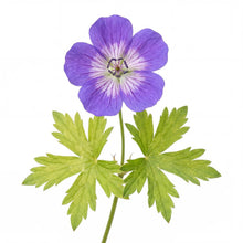 Load image into Gallery viewer, OpenPlantData Geranium Rozanne
