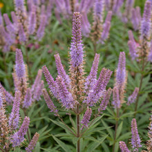 Load image into Gallery viewer, OpenPlantData Veronicastrum virginicum Cupid
