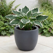 Load image into Gallery viewer, OpenPlantData Hosta Minuteman
