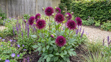 Load image into Gallery viewer, OpenPlantData Dahlia Purple Gem
