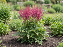Load image into Gallery viewer, OpenPlantData Astilbe Maggie Daley

