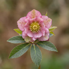 Load image into Gallery viewer, OpenPlantData Helleborus hybridus Double Ellen Picotee
