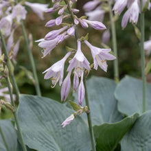 Load image into Gallery viewer, OpenPlantData Hosta Blue Angel
