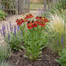 Load image into Gallery viewer, OpenPlantData Helenium Moerheim Beauty

