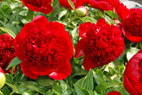 Red Charm (Herbaceous/Early Blooming)