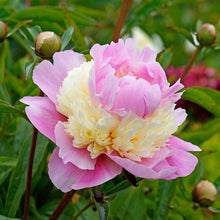 Load image into Gallery viewer, Sorbet (Herbaceous/Mid Season)
