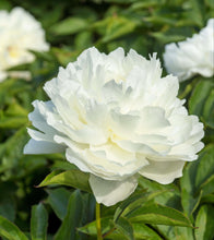 Load image into Gallery viewer, Shirley Temple (Herbaceas/Early Season)
