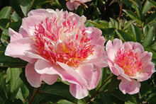 Load image into Gallery viewer, Do Tell - (Herbaceous/Early Season Bloom)
